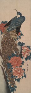 Pfau und Pfingstrosen von Utagawa Hiroshige