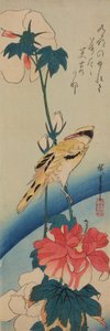 Vogel (Gelber Zimtkopf) auf einem Ast der Chinesischen Rose / Fuyo-ni koraiuguisu