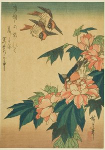 Schwalben, Eisvogel und Hibiskus