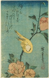Gelber Vogel und Hibiskus