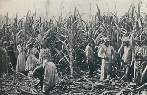Eine Zuckerrohrplantage, 1916 von Valentine and Sons Ltd