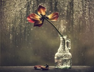 Verwelkte Tulpe Regenfenster von Valeriya Tikhonova