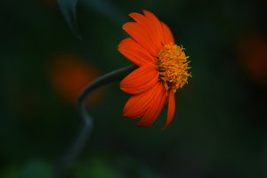 Lebendige Orange Blüte