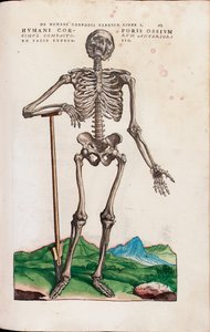 Humani Corporis Ossium, Illustration aus "De Humani Corporis Fabrica Libri Septem" von Andreas Vesalius