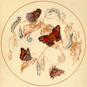 Pfau, Kleiner Fuchs und Komma-Falter..., ca. 1930er, 1945 von Vere Temple