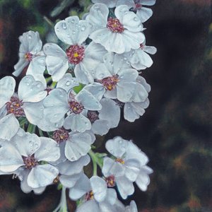 Taugeküsste weiße Blumen von Viccy Wanliss