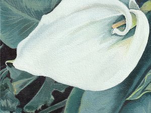 Elegante Calla-Lilienblüte von Viccy Wanliss