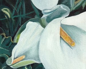 Elegante weiße Lilien