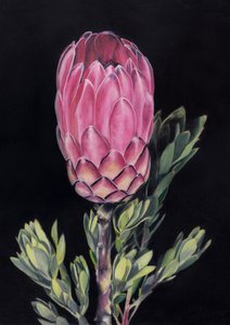 Exotische rosa Protea von Viccy Wanliss