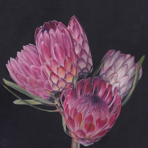 Exotische Rosa Proteas von Viccy Wanliss
