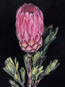 Lebendige rosa Protea von Viccy Wanliss