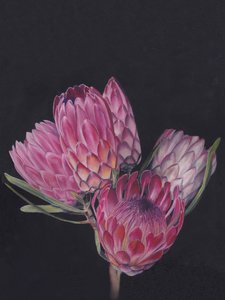 Lebendige Rosa Proteas