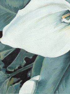 Weiße Calla-Lilienblüte von Viccy Wanliss
