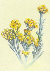Gelbe Immortellenblüten von Viccy Wanliss