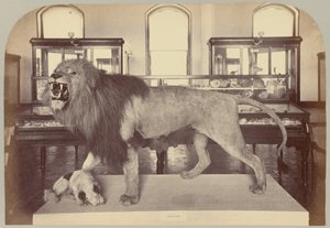 Tafel IX. Afrikanischer Löwe von Victor Prevost, Gaston L. Feuardent and Co., New York