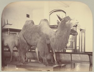 Pl. VIII. Kamel und Elch von Victor Prevost, Gaston L. Feuardent and Co., New York