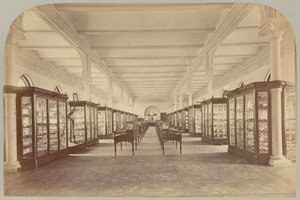 Obere Etage: Fossilien (Tafel V) von Victor Prevost, Gaston L. Feuardent and Co., New York