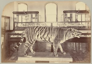 Pl. XI. Bengalischer Tiger