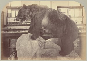 Pl. X. Grizzlybär von Victor Prevost, Gaston L. Feuardent and Co., New York