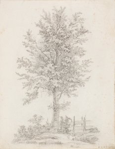 Breitblättriger Baum von Victoria Åberg