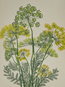 Frischer gelber Dill