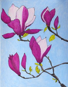Violette Magnolienblüten