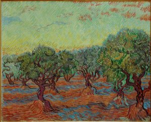 olivenbaum busch kaufen Olivenbaum / Olea europaea online kaufen