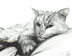 Monty, schlafend, 2016