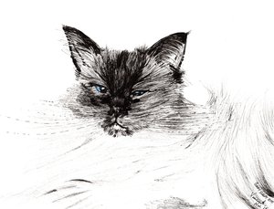 Schläfriges Auge, 2015 von Vincent Alexander Booth