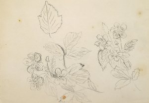 Blumenstudie, 1869-1871 von Vincent Colyer