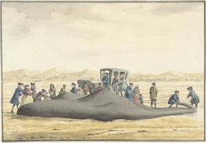Gestrandeter Pottwal am Strand zwischen Zandvoort und Wijk aan Zee, 20. Februar 1762, von hinten gesehen