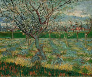 Blühender Obstgarten mit Aprikosenbäumen