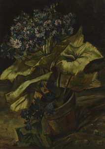 Cinerarien von Vincent van Gogh