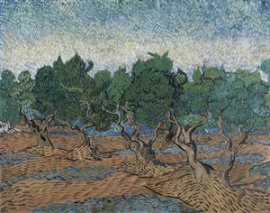 Olivenhain von Vincent van Gogh