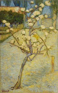 Kleiner Birnbaum in Blüte