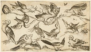 Elf Vögel und zwei Insekten auf minimalem Grund mit Eule mit ausgebreiteten Flügeln von Virgil Solis