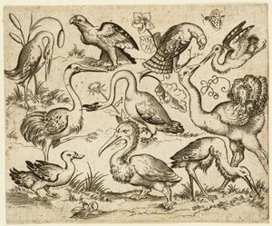 Strauß auf der linken Seite mit neun anderen Vögeln, darunter ein Reiher und ein Pelikan, nach 1557