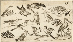 Zwölf Vogelarten, darunter eine Eule und ein Pelikan, einzeln beschriftet und positioniert..., nach von Virgil Solis