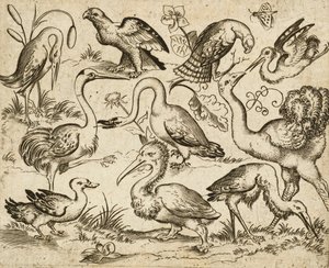 Strauß auf der linken Seite mit neun anderen Vögeln, darunter ein Reiher und ein Pelikan, auf minimalem Grund mit Laubflecken um einige der Vögel, aus Douce Ornament Prints Album I, nach 1557 von Virgilius the elder (after) Solis