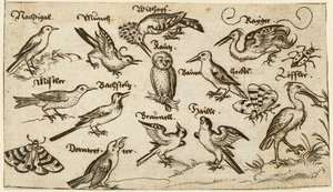 Zwölf Vogelarten, darunter eine Eule und ein Pelikan, einzeln beschriftet und auf minimalem Grund positioniert, umgeben von einer Motte, einem Schmetterling und einem Marienkäfer, aus Douce Ornament Prints Album I von Virgilius the elder (after) Solis