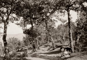 Spaziergang durch den Wald von Vittorio Alinari