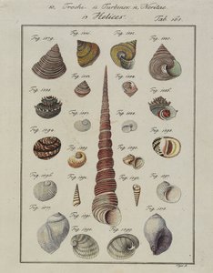 Muscheln: Trochi, Turbines, Neritae Helices, aus Neues systematisches Conchylien-Cabinet, 1784