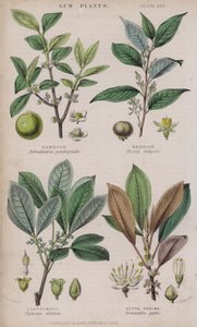 Gamboge; Benzoe; Kautschuk; Guttapercha (farbiger Stich)