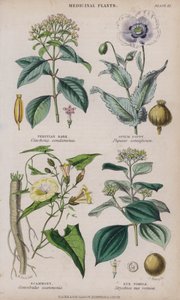 Chinarinde; Schlafmohn; Scammony; Brechnuss (farbiger Stich) von W. Fitch