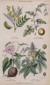 Senna; Kolokynth; Jalape; Rizinusöl von W. Fitch