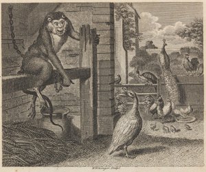 Der Pavian und das Geflügel von W. Grainger