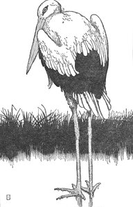 Vater-Storch, ca. 1930