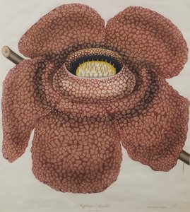 Blume der Rafflesia arnoldii von Waldell