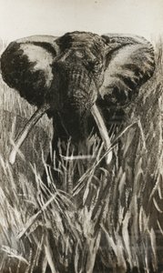 Afrikanischer Elefant