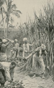 Trinidad-Kulis bei der Arbeit auf einem Zuckerrohrfeld von Walter Stanley Paget